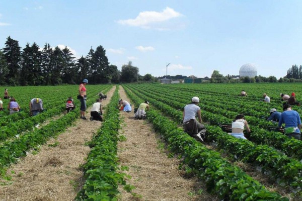 Украина запретила ездить на сезонные заработки за границу