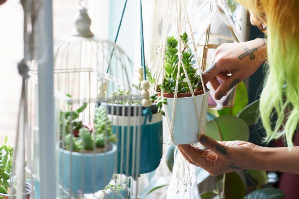 Неочевидная польза: как комнатные растения улучшают нашу жизнь