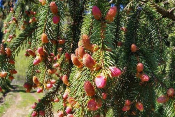 В Карпатах впервые за 10 лет зацвела пихта