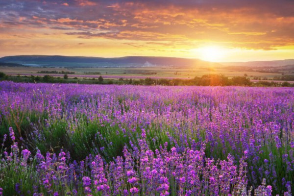 Под Киевом состоялся красочный и ароматный фестиваль лаванды