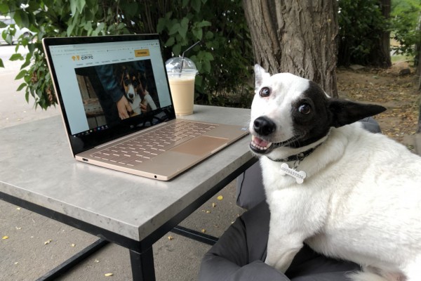 Как «завести» человека: в Киеве появился пес-блогер, который дает дельные советы