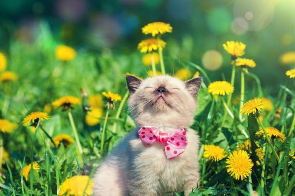 Жара и дожди: какая погода ждет украинцев в ближайшую неделю