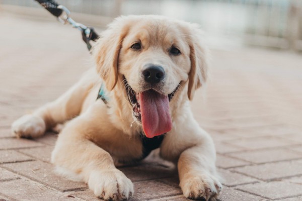 В Киеве 20 июля можно будет бесплатно вакцинировать животное от бешенства