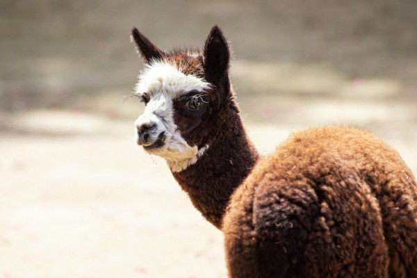 В Киевском зоопарке появилась новая маленькая альпака: видео