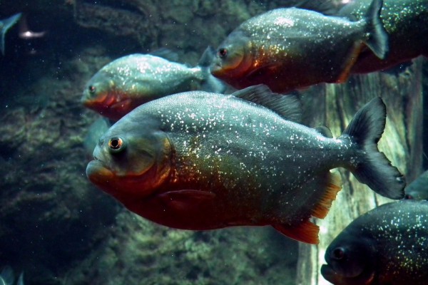 В одном из киевских озер на Позняках выловили пиранью: видео