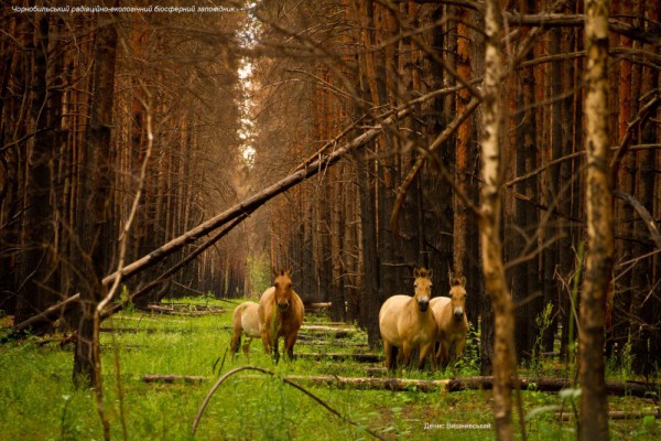 Цветение вереска и лошади Пржевальского: как восстановился Чернобыльский заповедник после пожаров