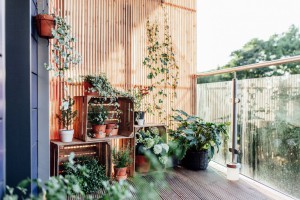 7 лучших растений для балкона