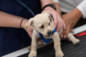 Купи собачку: где можно присмотреть щенка и как проверить его здоровье