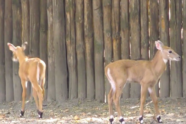 В Киевском зоопарке появились новые маленькие антилопы. Фото