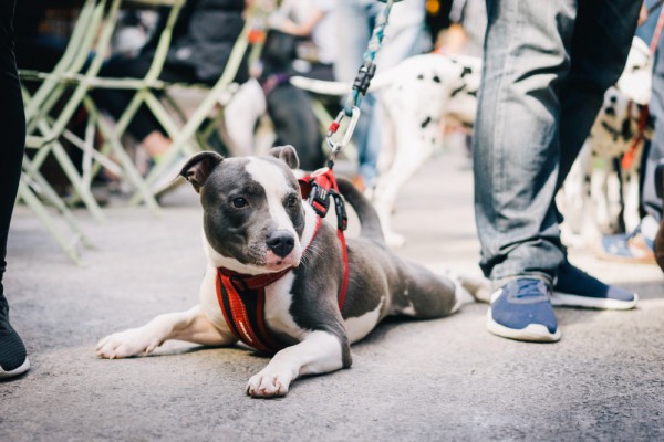 Большая ответственность: власти предлагают штрафовать тех, кто не убирает за собакой на улице
