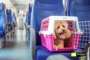 Перевозка животных в поезде: сколько стоит и какие документы нужны