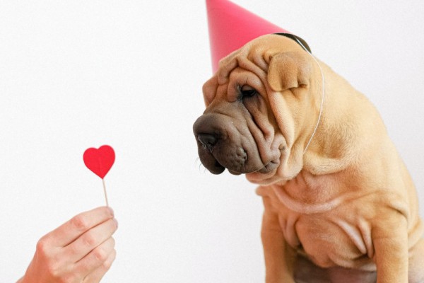 В Украине впервые пройдет онлайн-марш за права животных с использованием искусственного интеллекта