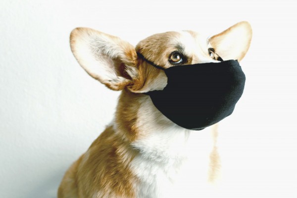 Украина обновила распределение по карантинным зонам: какие районы в красной зоне и где Киев