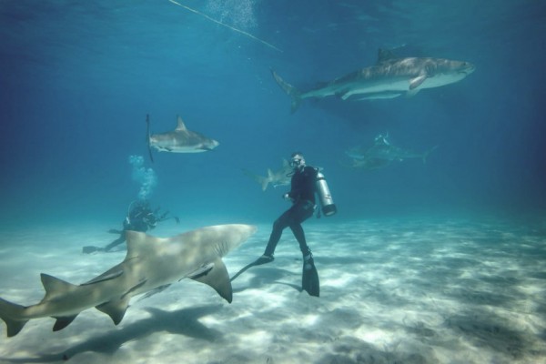 На украинских туристов в Египте напала акула: что случилось и чем все закончилось