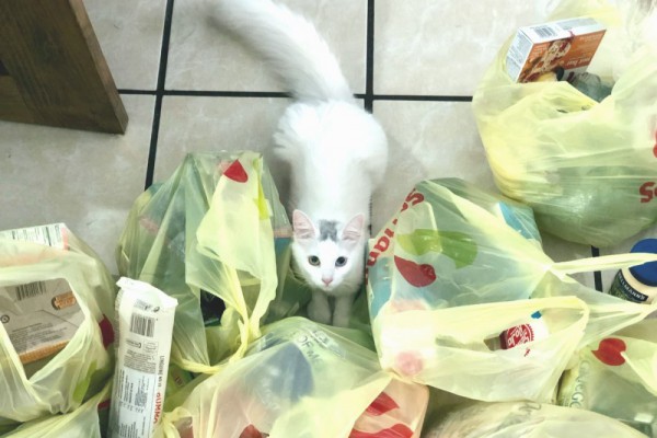 В Киеве начнут собирать полиэтиленовые пакеты на переработку. Дата и адреса