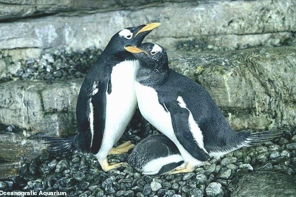 Семью создать хотели: в голландском зоопарке пингвины-геи украли яйцо у пингвинов-лесбиянок