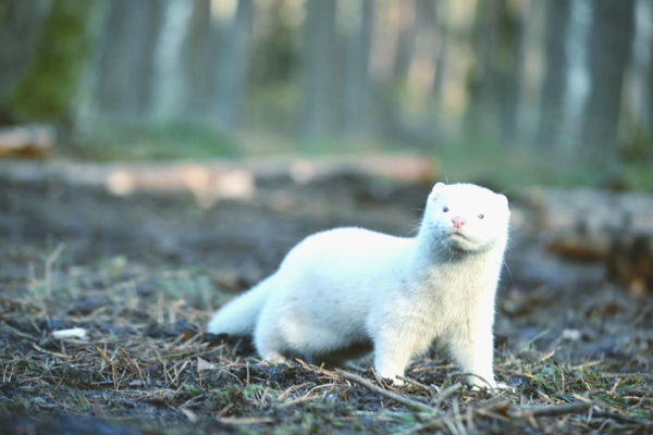 В Дании уничтожают всех норок из-за коронавируса: такую же инфекцию нашли у животных еще 5 стран