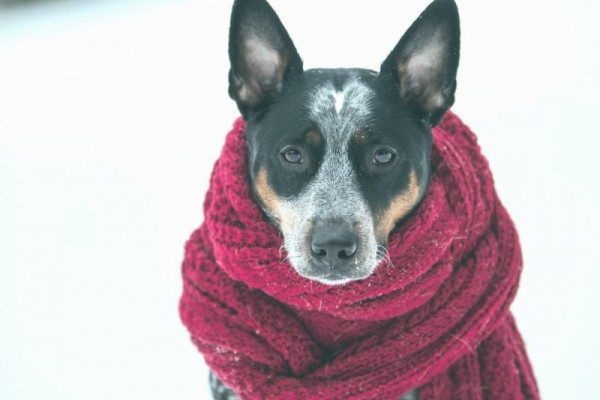 Резкое похолодание: какая погода будет на этой неделе в Киеве