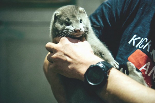 В Дании ошиблись, когда решили убить всех норок из-за коронавируса