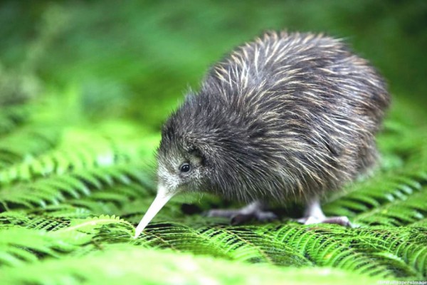 Фальсификация и мошенничество: как в Новой Зеландии проходят выборы Птицы года
