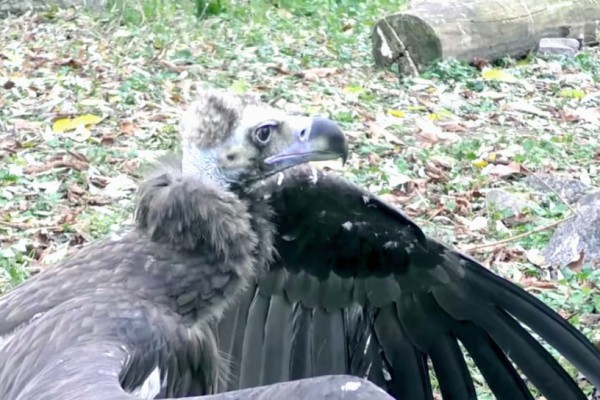 Редкая, красивая и опасная: в Киевском зоопарке появился новый житель. ФОТО и ВИДЕО