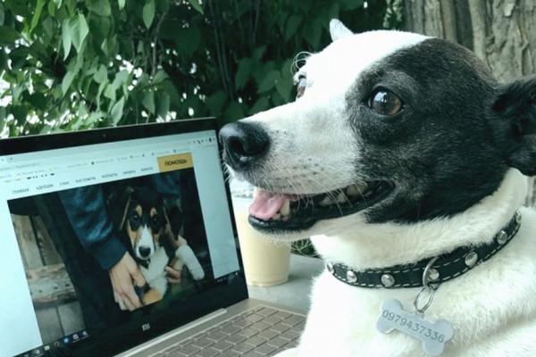 Киевский пес-блогер 