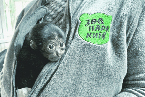 В киевском зоопарке воспитывают маленькую человекообразную обезьянку. ВИДЕО
