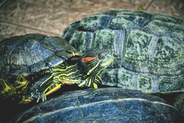 В Киеве из замерзшего озера достали почти 50 черепашек. ВИДЕО