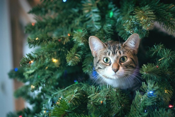 Ищи свой адрес: где можно купить елки в Киеве с 17 декабря