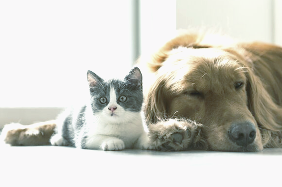 В Киеве построят первое муниципальное кладбище для домашних животных