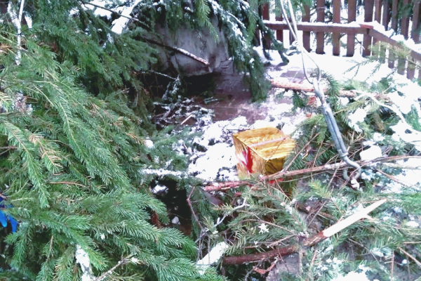 Без игрушек и гирлянд: в Киеве вандалы поиздевались над новогодними елками. ФОТО