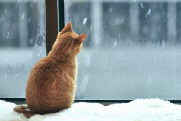 И дождь, и снег, и плюсовая температура: какая погода будет на этой неделе в Киеве