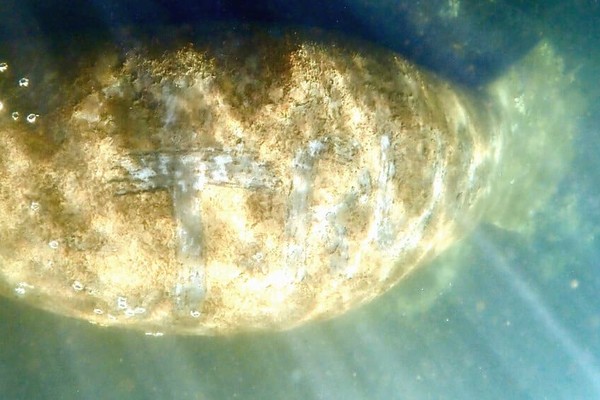 В США неизвестные написали на спине ламантина слово 