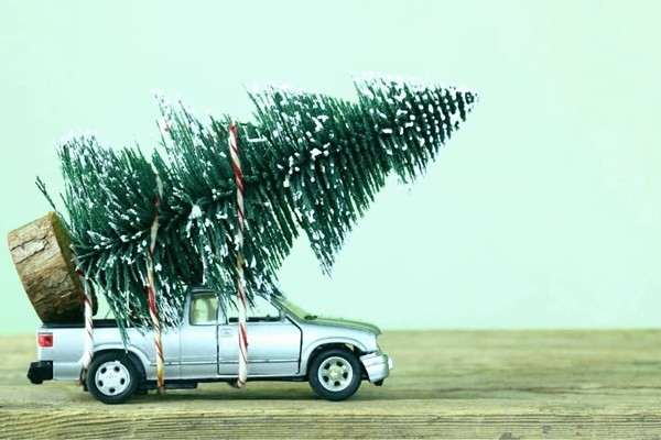 В конце января закрываются пункты для утилизации елок в Киеве: где еще можно сдать деревья