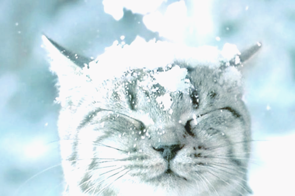 В Киев надвигается со снегом циклон Olaf 