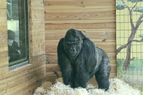 Легендарной горилле Тони из Киевского зоопарка сделали операцию (фото)