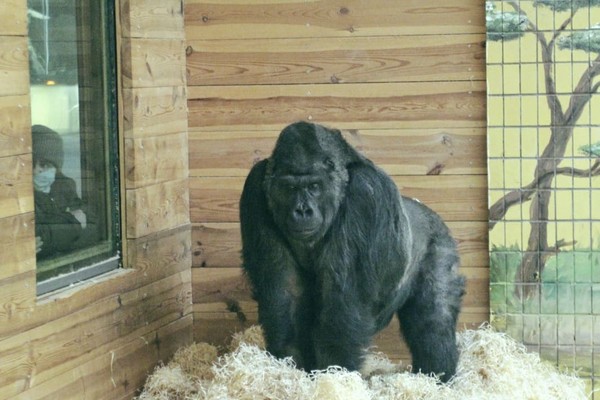 Горилла Тони из Киевского зоопарка станет вегетарианцем и получит курятник