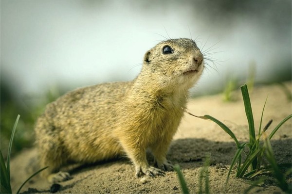 Власти увеличили список животных, которых внесут в Красную книгу Украины