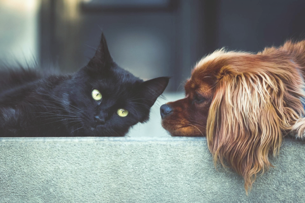 UAnimals запускает проект с  бесплатной стерилизацией бездомных животных: как это работает