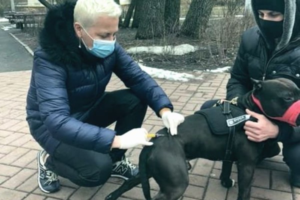В Киеве начали бесплатно прививать животных от бешенства