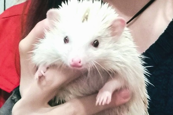 В Киеве спасли домашнего ежика, который застрял в батарее