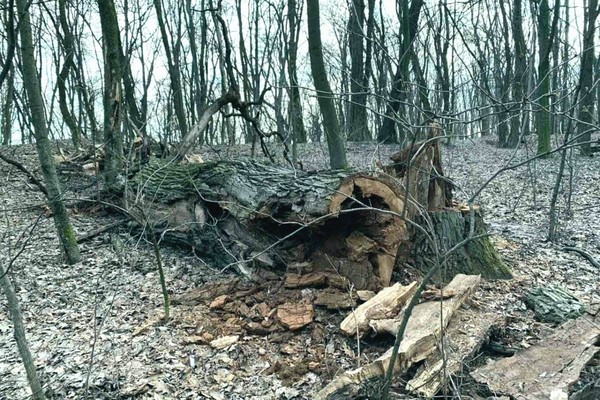 Эксперты рассказали, почему в ботсаду Киева были уничтожены многовековые дубы