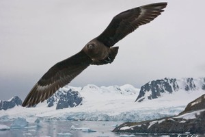 Украинский фотограф опубликовал завораживающие снимки необычной антарктической птицы