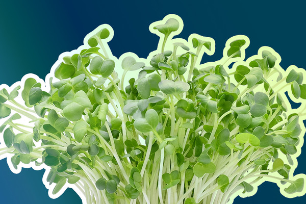 Микрогрин: что это такое и как вырастить самостоятельно в домашних условиях