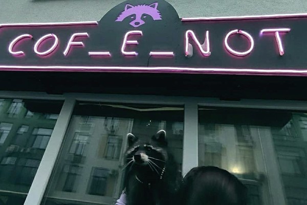 Новое место: в Киеве открылась кофейня, где живет настоящий енот