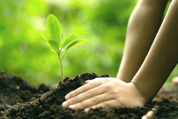 Украина установила мировой рекорд, высадив больше всего деревьев за сутки