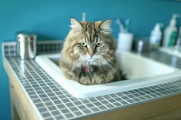 В Киеве коты затопили соседей пока хозяйки не было дома