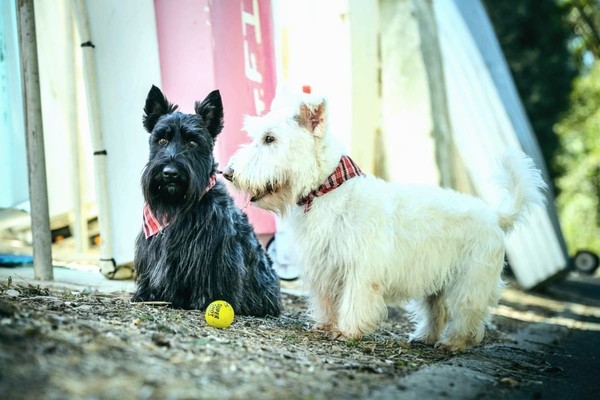 Пора на прогулку: в Киеве пройдет парад шотландских терьеров