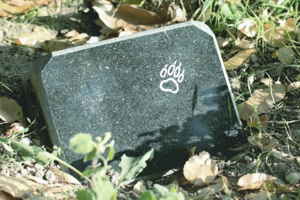 В Киеве из-за капитального ремонта парка уничтожат кладбище домашних животных