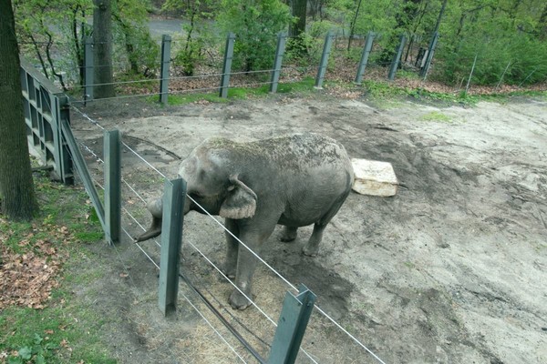 В США настоящий слон судится с нью-йоркским зоопарком